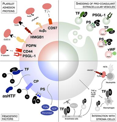 Platelets and Metastasis: New Implications of an Old Interplay